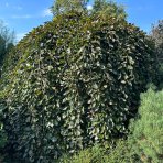 Buk lesný (Fagus sylvatica) ´PURPUREA PENDULA´ - výška 40-50 cm, kont. C5L